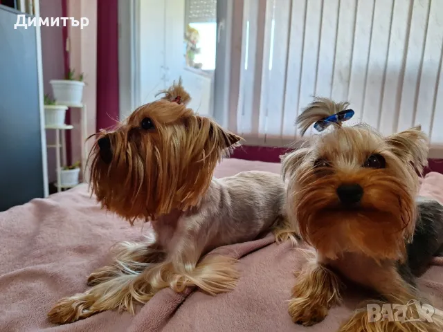 мъжко мини йорки, снимка 4 - Йоркширски териер - 49535354