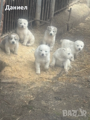 Алабай на 45дни, снимка 2 - Алабай - 52871893