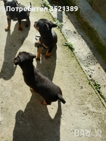 Пинчери , снимка 6 - Пинчер - 53461947