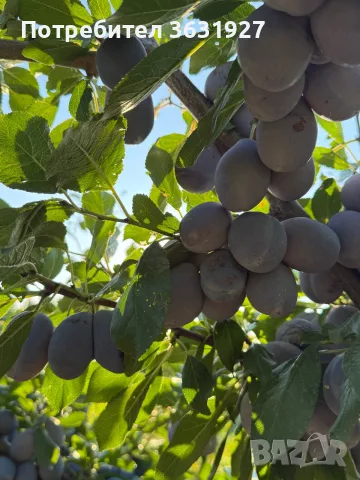 Продавам сини сливи , снимка 2 - Домашни продукти - 55767688