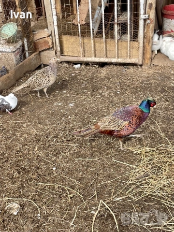 Колхидски фазани