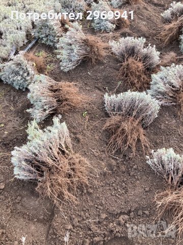  Разсад лавандула на едро и дребно, снимка 6 - Градински цветя и растения - 31696645