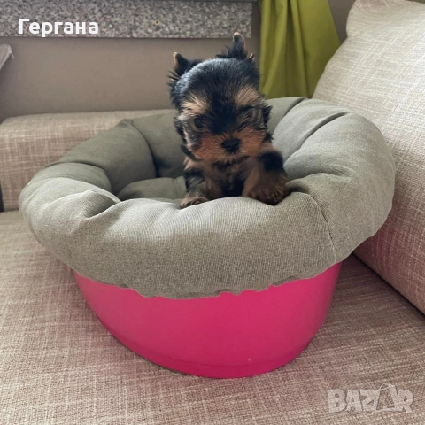 Мини йоркширски териер, снимка 4 - Йоркширски териер - 53081958