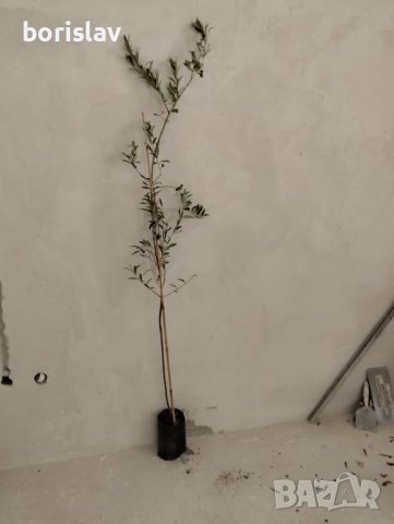 Студоустойчиви гръцки маслини, снимка 10 - Градински цветя и растения - 42298151