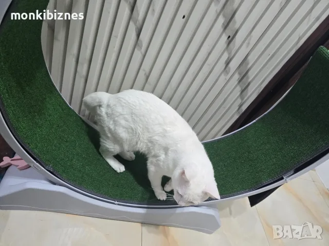 Котешка пътека за бягане