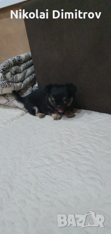 Момиче чихуа дългокосместо