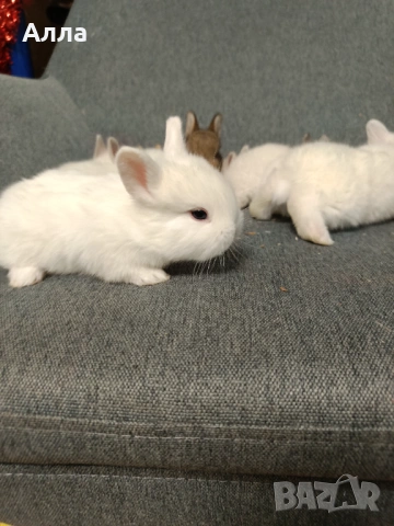 Декоративни зайчета голландско джуджета, Рекс, лъва глава , снимка 4 - Декоративни зайчета - 53681695