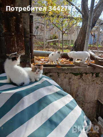 Подарявам 4 котета на 2 месеца, снимка 4 - Други - 52406490