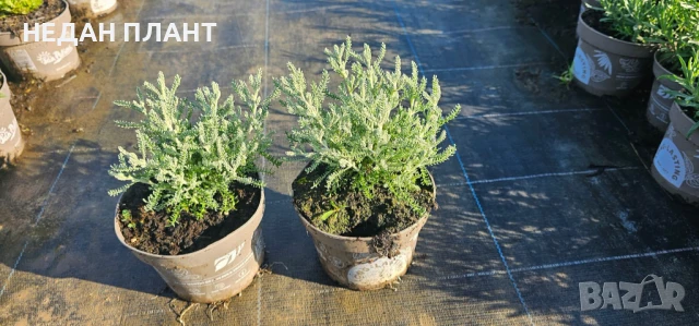 Сребриста сантолина, снимка 3 - Градински цветя и растения - 51162625