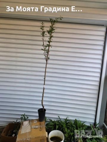 Бяла нектарина, снимка 5 - Градински цветя и растения - 52529910