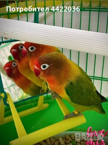 Продавам чифт папагали неразделка  