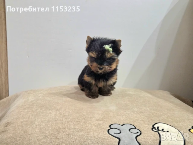 мини йорки момченце, снимка 1