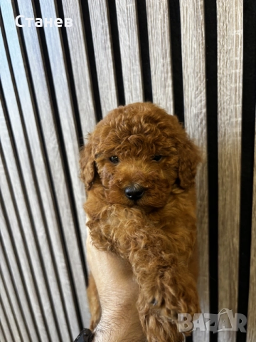 Мини Пудел Момчета / Mini Poodle Boys, снимка 3 - Померан - 55655687