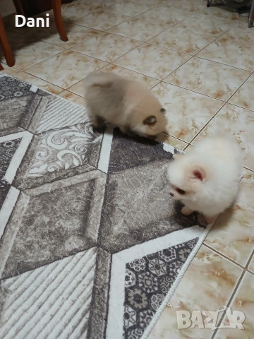 Mini Pomeran, снимка 9 - Померан - 53567326