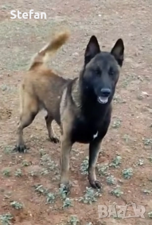 Белгийски овчарка-Малиноа, снимка 10 - Белгийска овчарка - 53422371