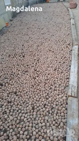 Продавам орехи-нова реколта 2026. , снимка 5 - Домашни продукти - 56370398