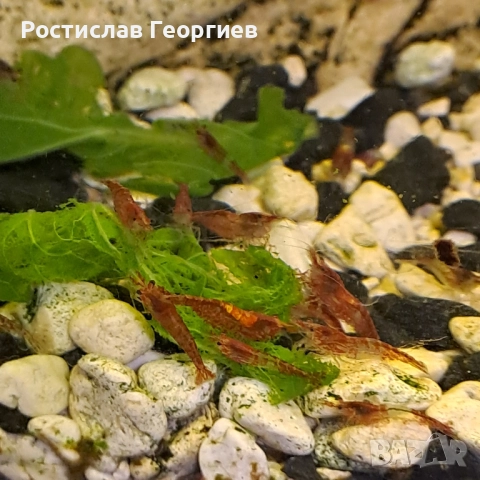 Аквариумни скариди, снимка 2 - Рибки - 51859976