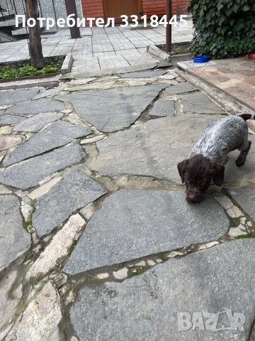 Дратхаар , снимка 11 - Дратхаар - 52884984