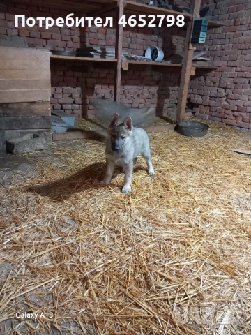 Чехословашки Вълчак, снимка 9 - Други - 53214003