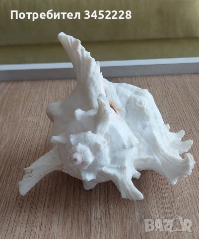 раковина за ценители , снимка 3 - Декорация за дома - 53846311