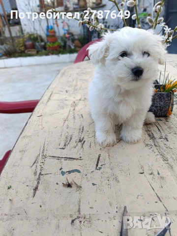 Малтипу , снимка 8 - Пудели - 53770172