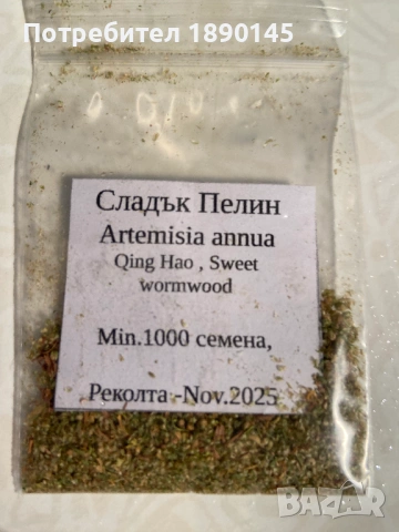 Сладък Пелин.Продавам семена "Сладък Пелин"