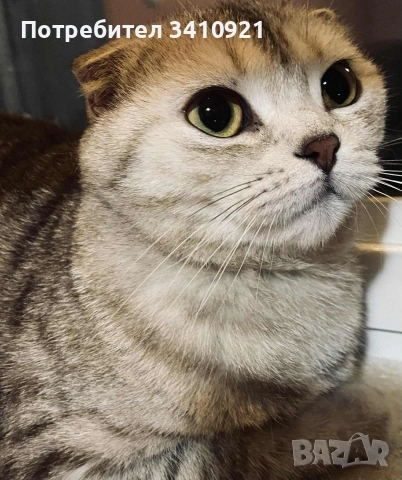 Колор-пойнт бебета , снимка 4 - Други - 53627397