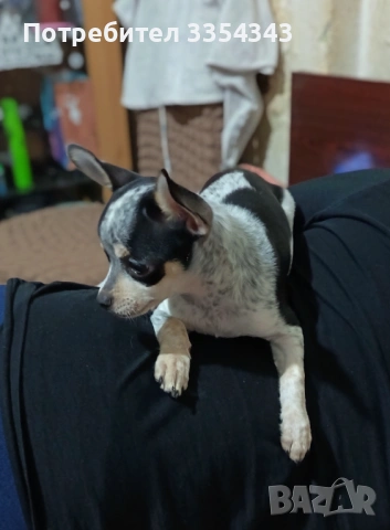 Чихоа родено 23 1125, снимка 7 - Чау Чау - 53539097