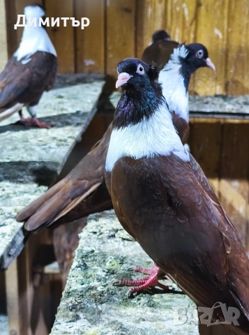 Чирпански гълъби 