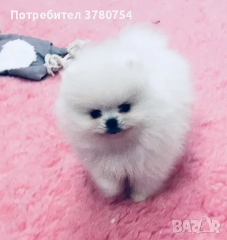 Мини Померан мини, снимка 4 - Померан - 56118437