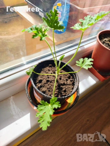 Алое Вера - лечебно в саксия. 10лв., снимка 3 - Стайни растения - 51907521