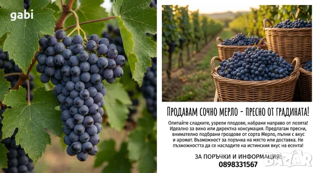 Продавам грозде Мерло