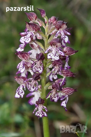 Салеп на прах, за консумация , снимка 2 - Домашни напитки - 53503943