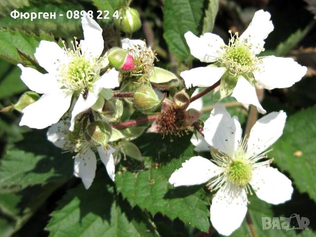 Къпина Лох Тай - Loch Tei, снимка 3 - Разсади - 42432478