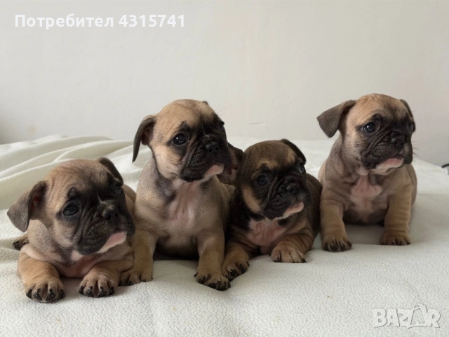 Френски булдог, снимка 5 - Френски булдог - 53222699