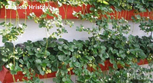 Продавам разсад ягоди , снимка 6 - Разсади - 53599322