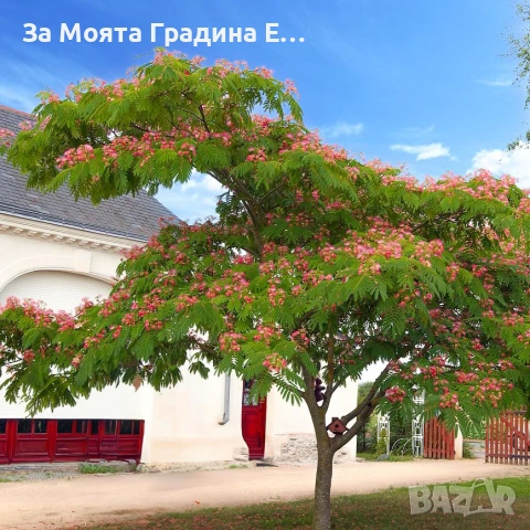 Албиция, снимка 5 - Градински цветя и растения - 53743871