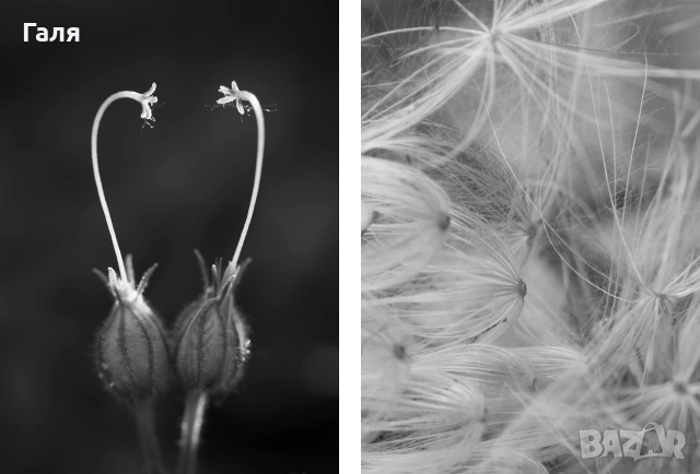 Фотография диптих, рамкирана, черно-бяла, снимка 3 - Картини - 52823586