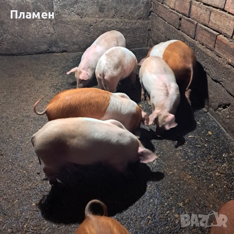 малки праснца, снимка 2 - Прасета - 53746924