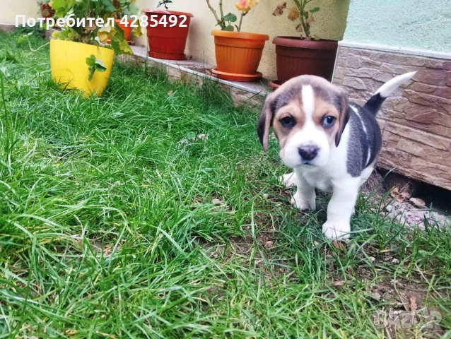 Куче порода Бигъл, Чистокръвни бигълчета , снимка 12 - Бигъл - 52429439