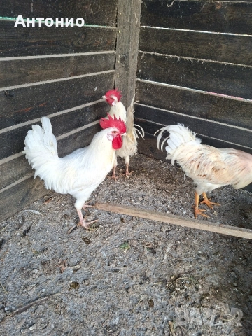 продавам петли 