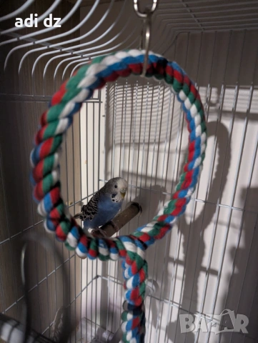 Корела и вълнист папагал с пълно оборудване. , снимка 4 - Папагали - 53527819