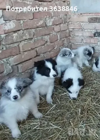 Бордър Коли, снимка 4 - Бордър коли - 49130758