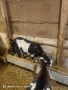 Продавам 2 кози, снимка 5