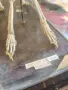 Ретро скелет на заек , снимка 5