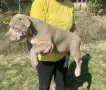 Американско Були Покет , снимка 2