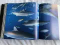 Луксозен фотоалбум "През обектива: Великите фотографии" - National Geographic (Твърди корици), снимка 8