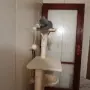 продавам малки котенца късокосмести британски котенца , снимка 3