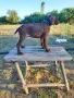 Немски курцхаар , снимка 2