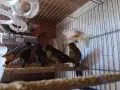 канарчета люпило 26 , снимка 6